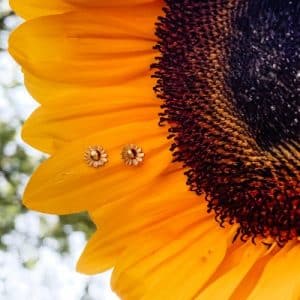 Sunflower Ear Studs