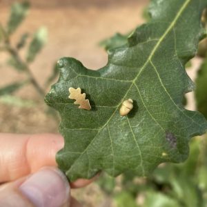 NEW Mini Acorn and Leaf Ear Studs